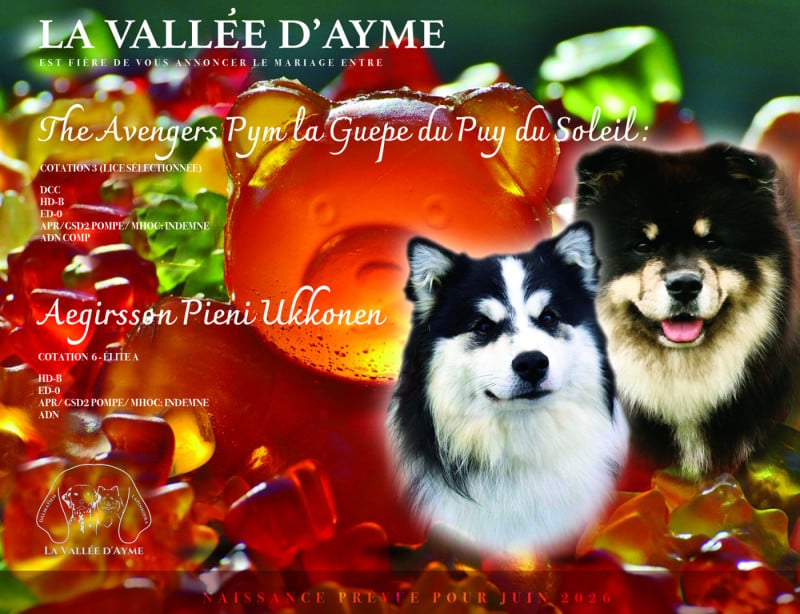 Chien finnois de Laponie - De La Vallée D'Ayme