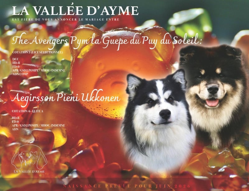 Chien finnois de Laponie - De La Vallée D'Ayme