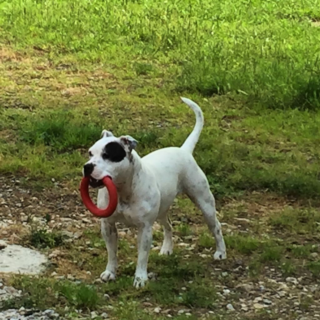 Publication : Du Domaine O'razzia And Rose