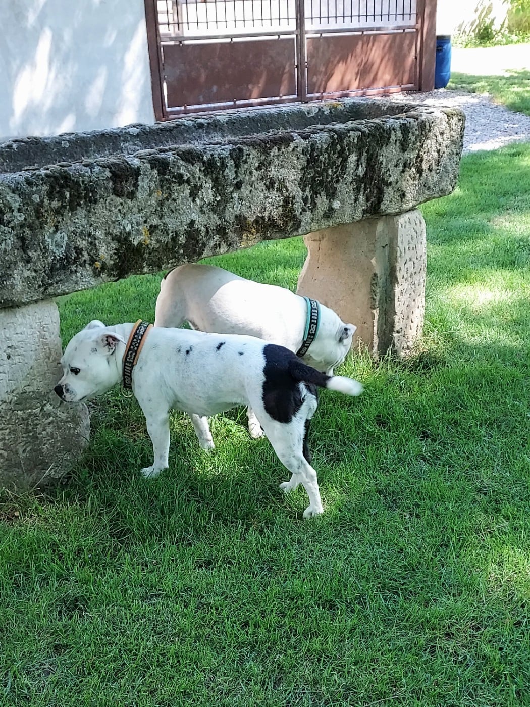 Publication : Du Domaine O'razzia And Rose