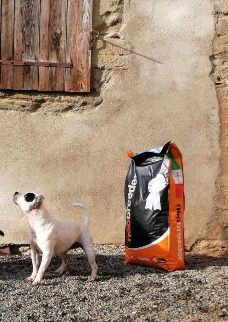 Publication : Du Domaine O'razzia And Rose