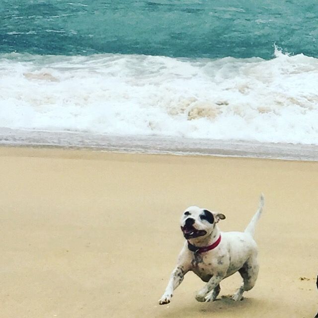 Publication : Du Domaine O'razzia And Rose