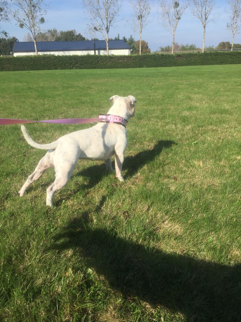 Publication : Du Domaine O'razzia And Rose