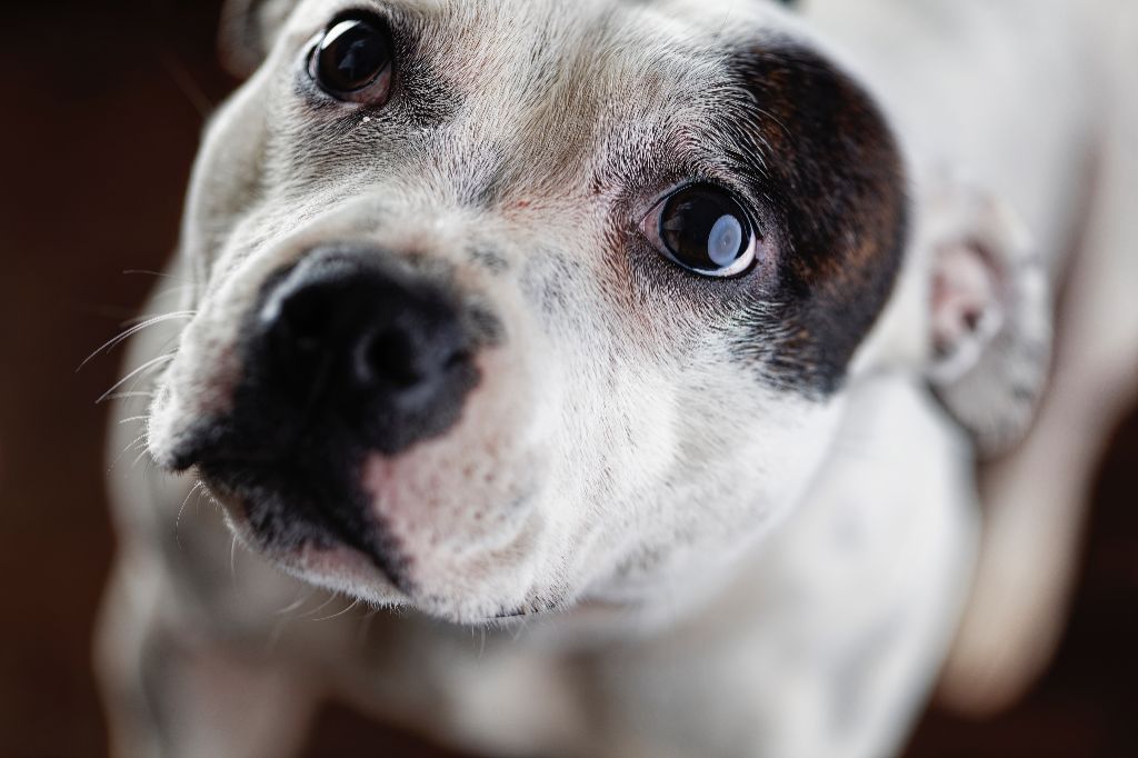 Publication : Du Domaine O'razzia And Rose