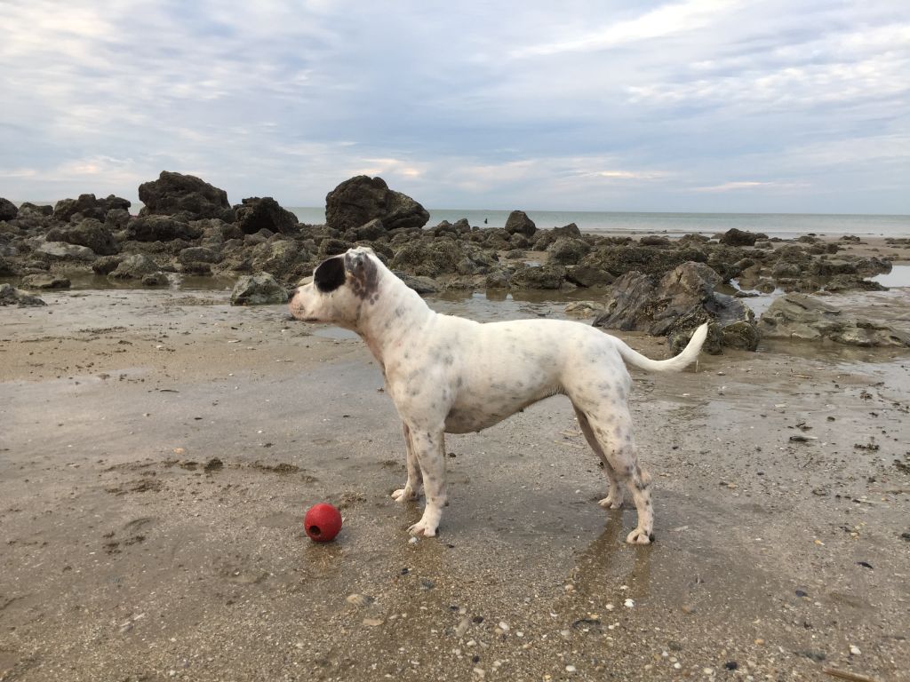 Publication : Du Domaine O'razzia And Rose