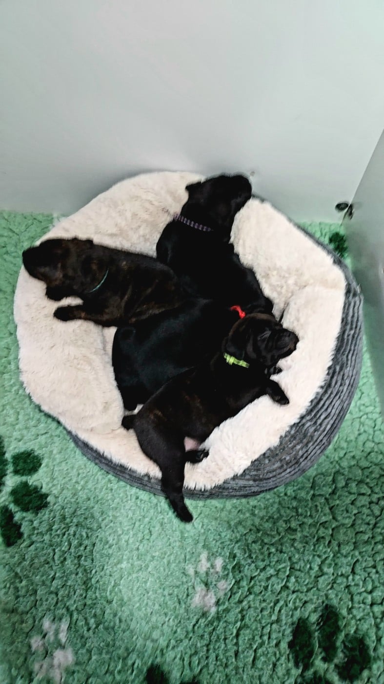 Staffordshire Bull Terrier - Du Domaine O'razzia And Rose