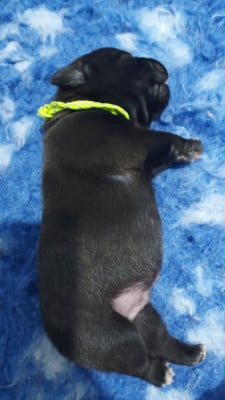 Les chiots de Staffordshire Bull Terrier