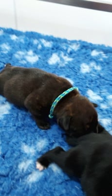 Les chiots de Staffordshire Bull Terrier