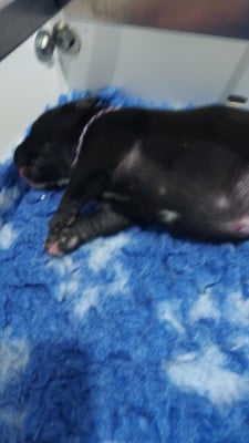 Les chiots de Staffordshire Bull Terrier