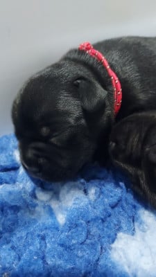 Les chiots de Staffordshire Bull Terrier