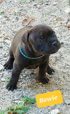 Les chiots de Staffordshire Bull Terrier