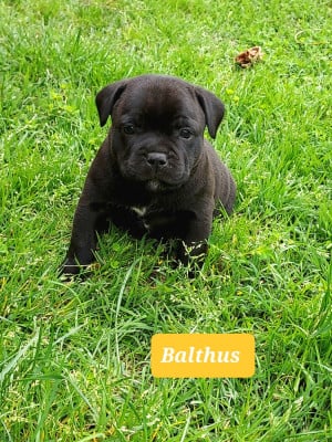 Les chiots de Staffordshire Bull Terrier