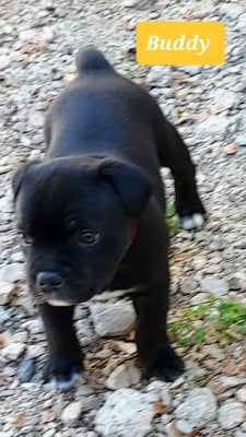Les chiots de Staffordshire Bull Terrier