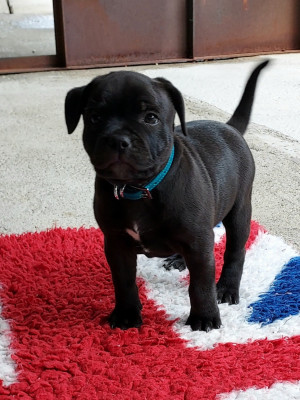 Les chiots de Staffordshire Bull Terrier