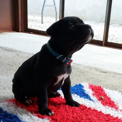 Les chiots de Staffordshire Bull Terrier