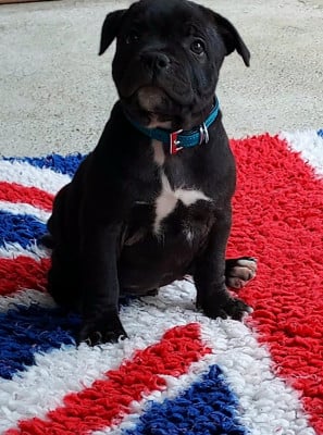 Les chiots de Staffordshire Bull Terrier