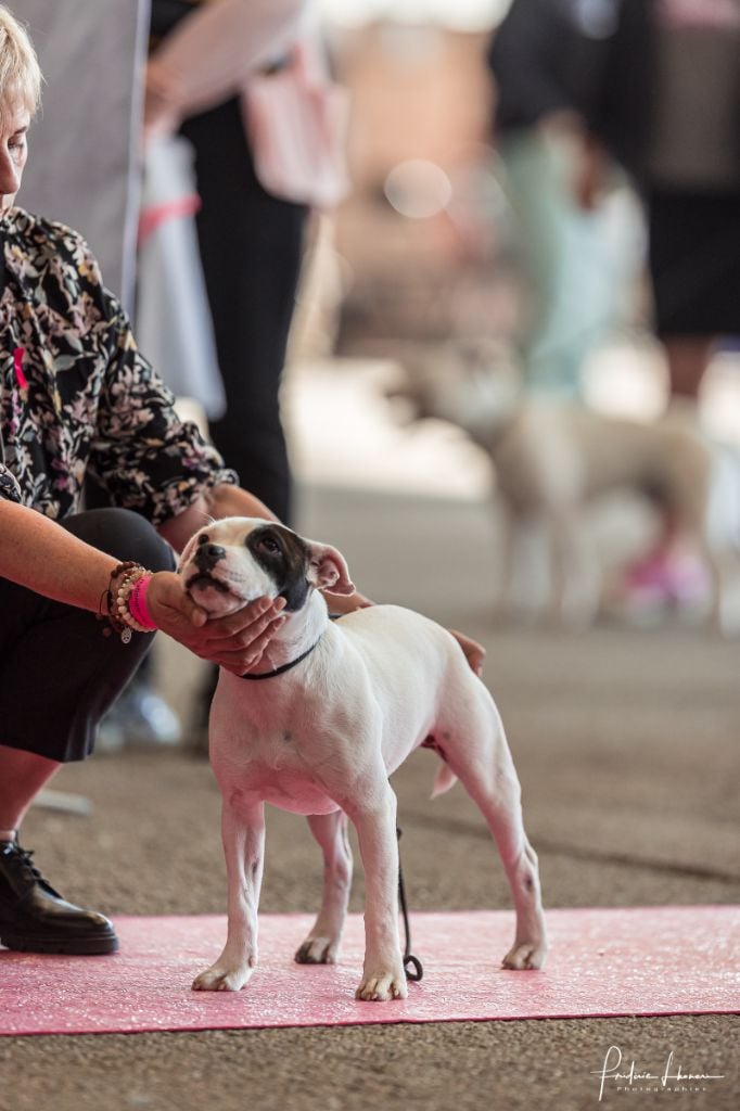 Sexy lady The Jocker's Bullyhouse - EXCELLENT
