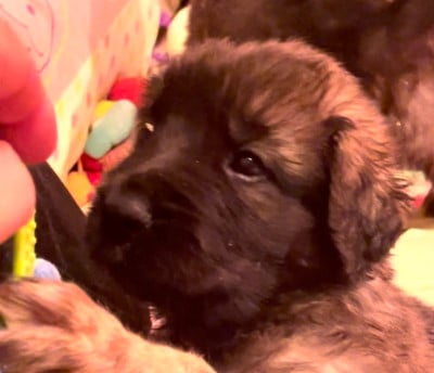 Les chiots de Leonberger