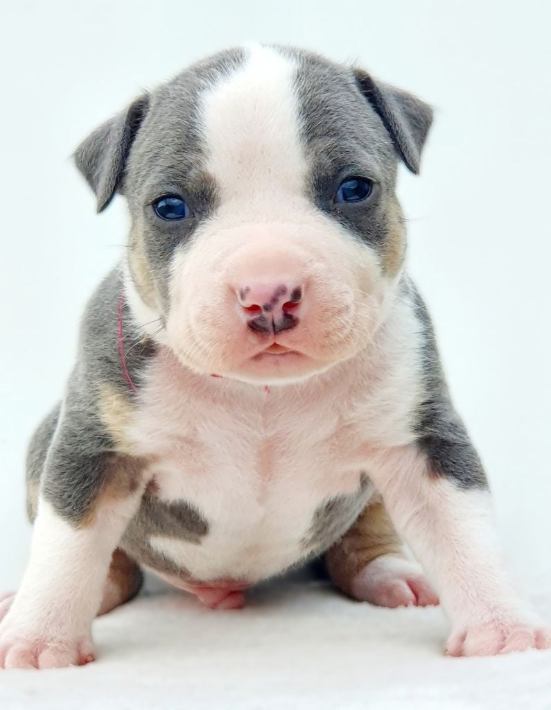 Aïko of Ghost's Empire