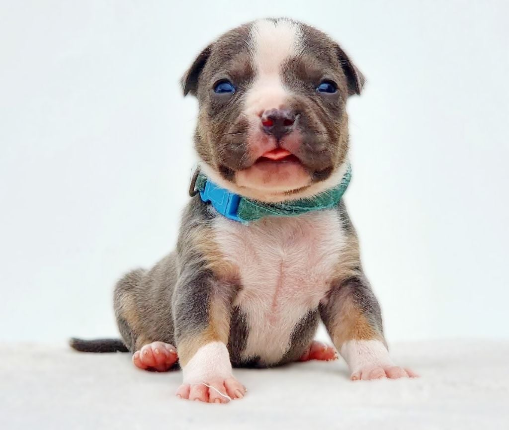 Mâle collier bleu ciel