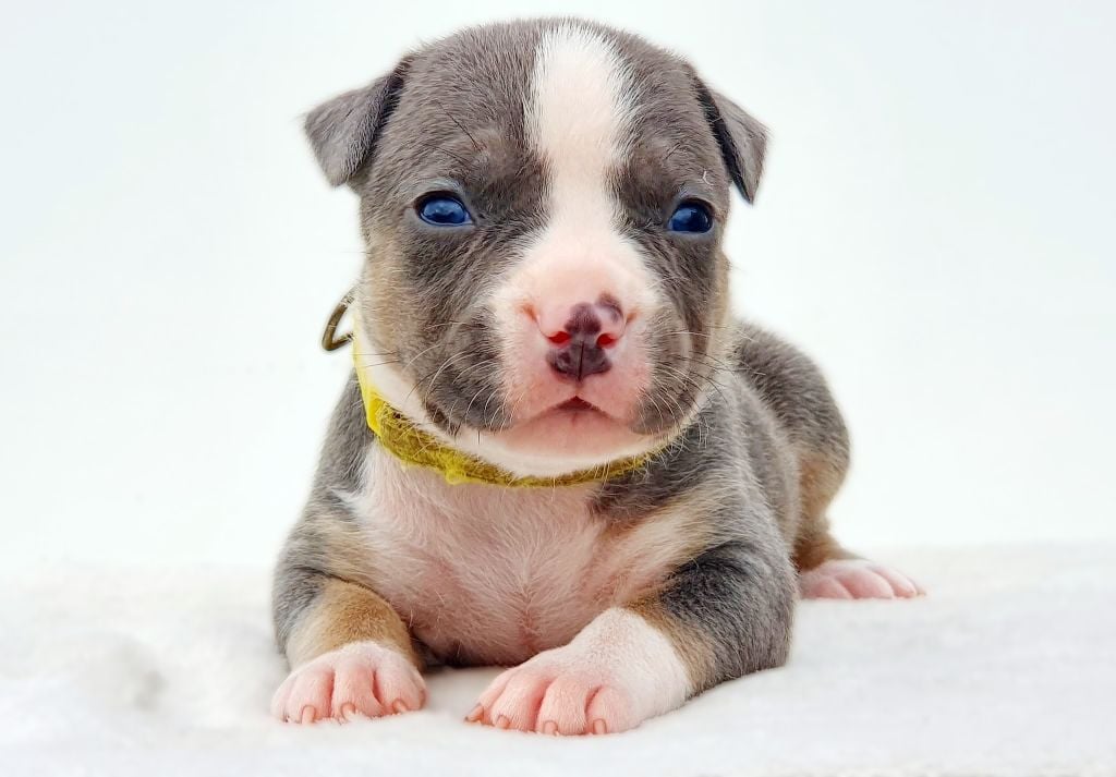 Femelle collier jaune