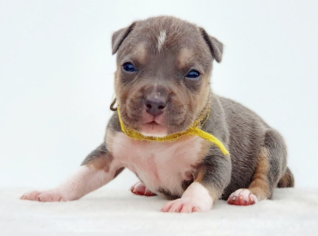 Adès of Ghost's Empire