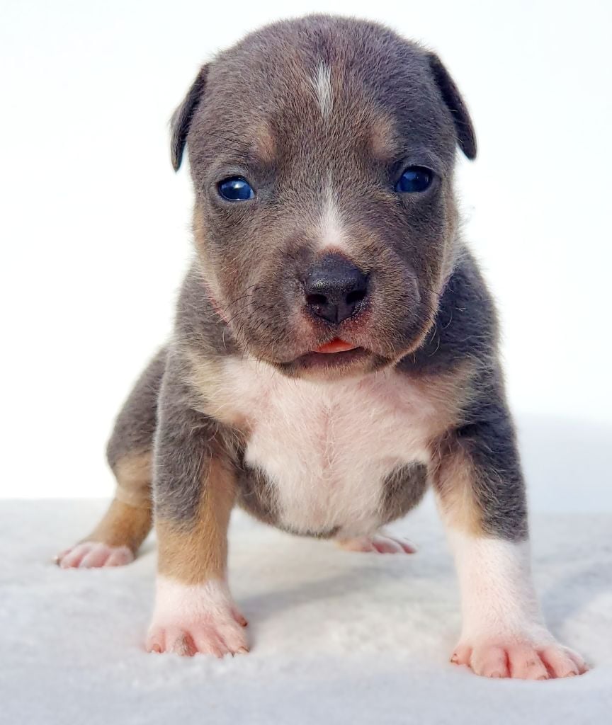 Mâle collier violet