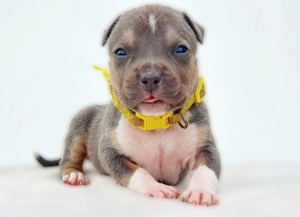 Adès of Ghost's Empire