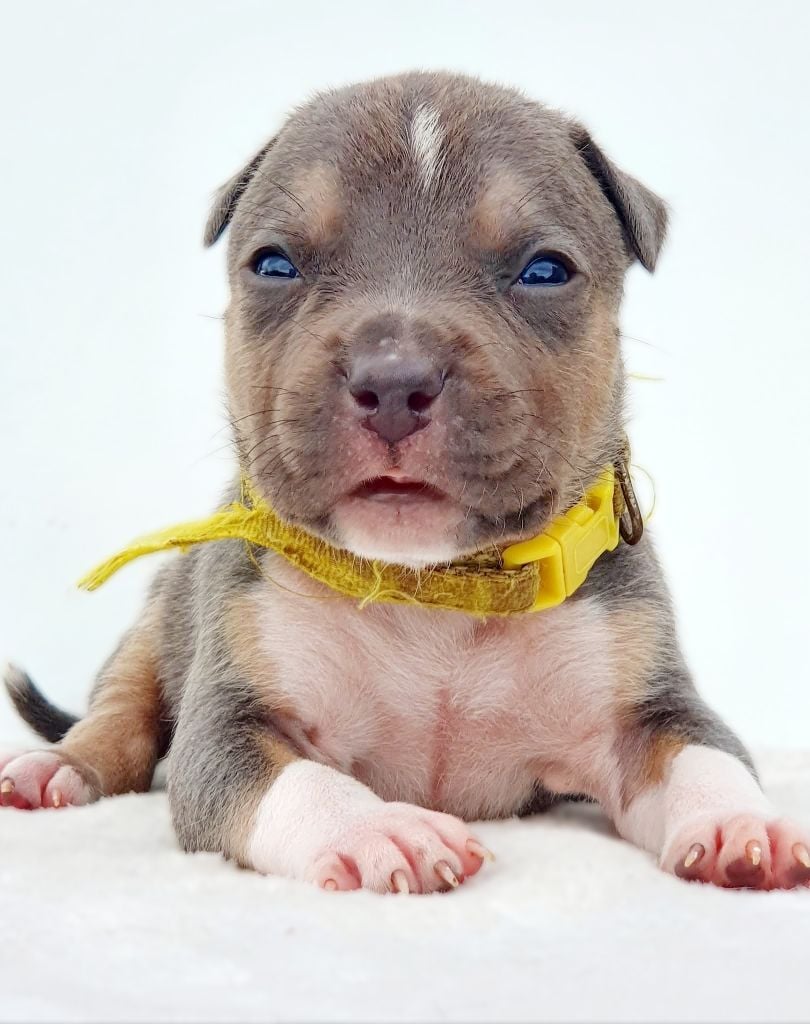 Adès of Ghost's Empire