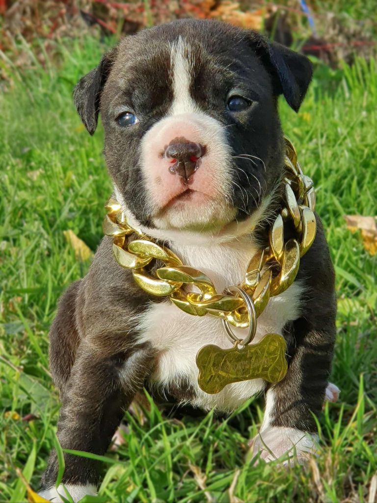 Femelle collier jaune