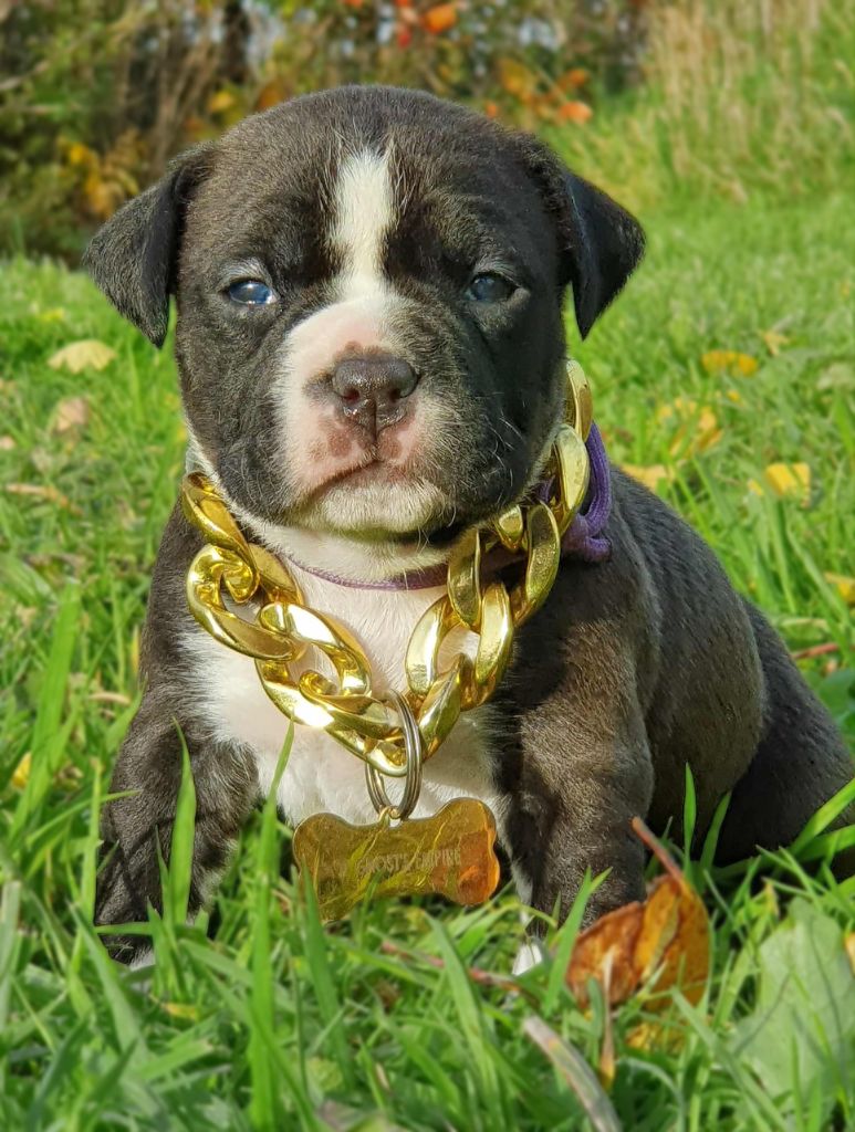 Femelle collier violet