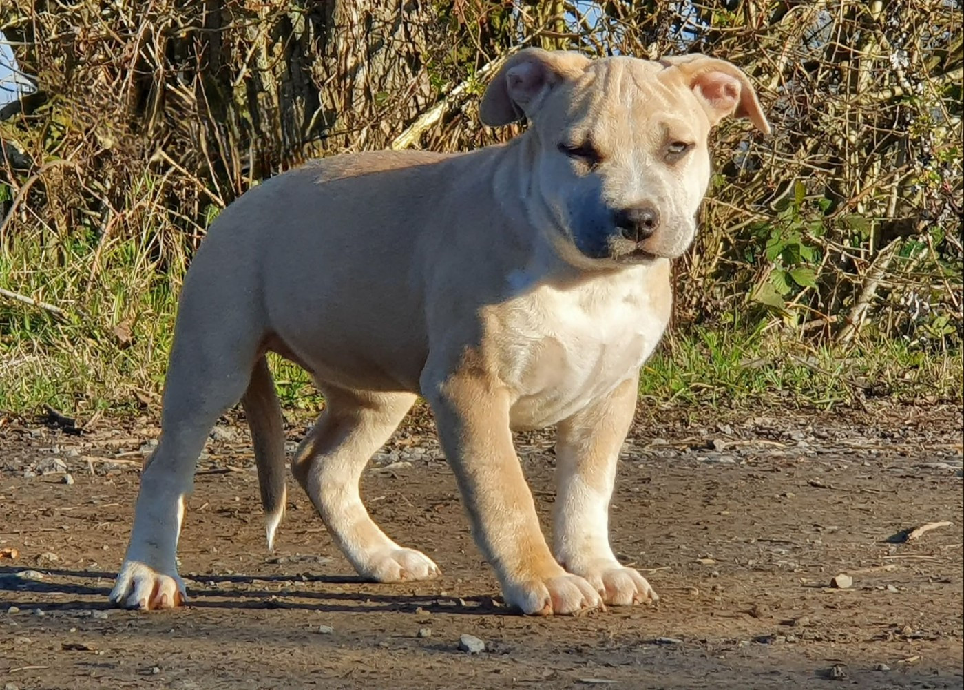 Aïka of Ghost's Empire