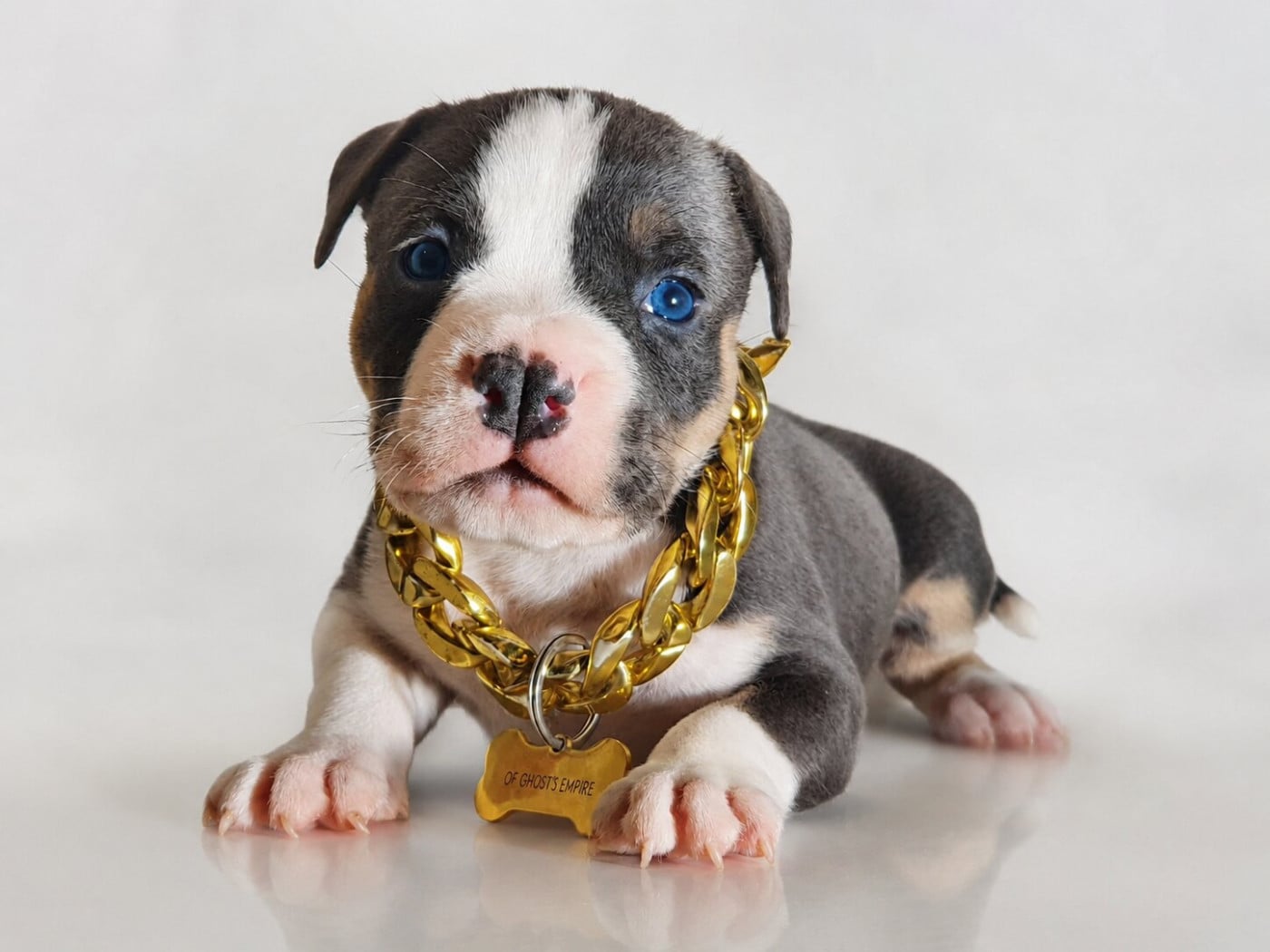 Mâle collier vert