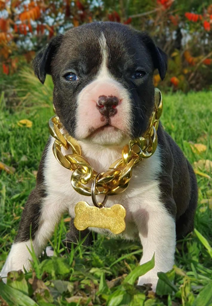 A'Nala of Ghost's Empire