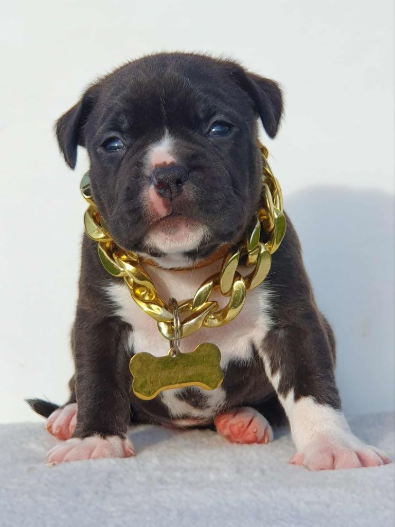 Femelle collier orange