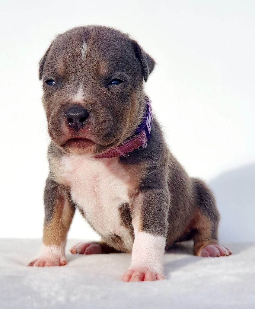 Mâle collier violet