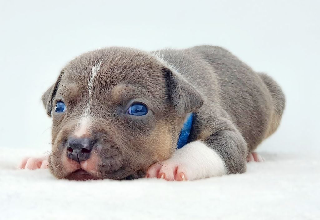 Mâle collier bleu foncé