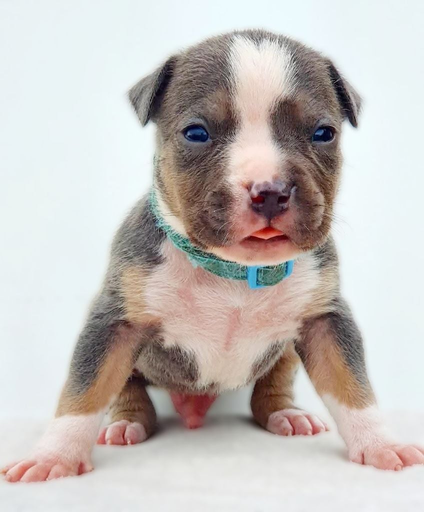 Mâle collier bleu ciel