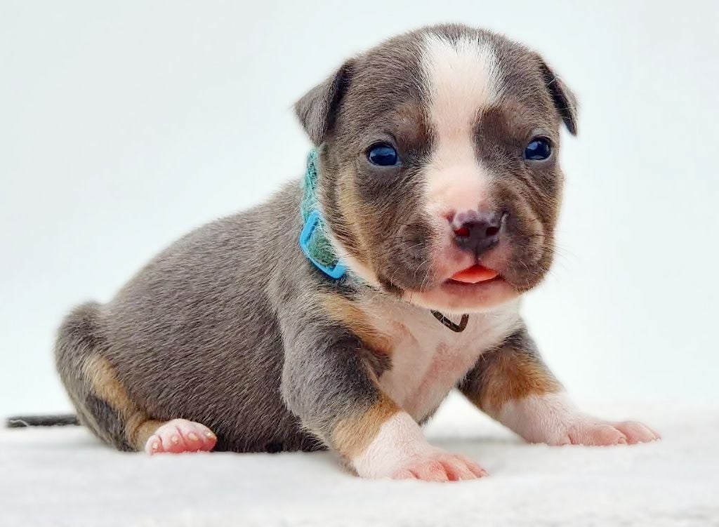 Mâle collier bleu ciel