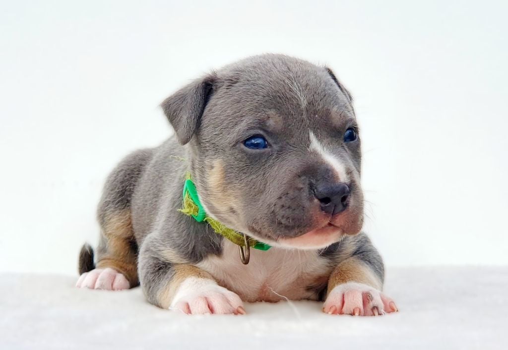 Ace of Ghost's Empire