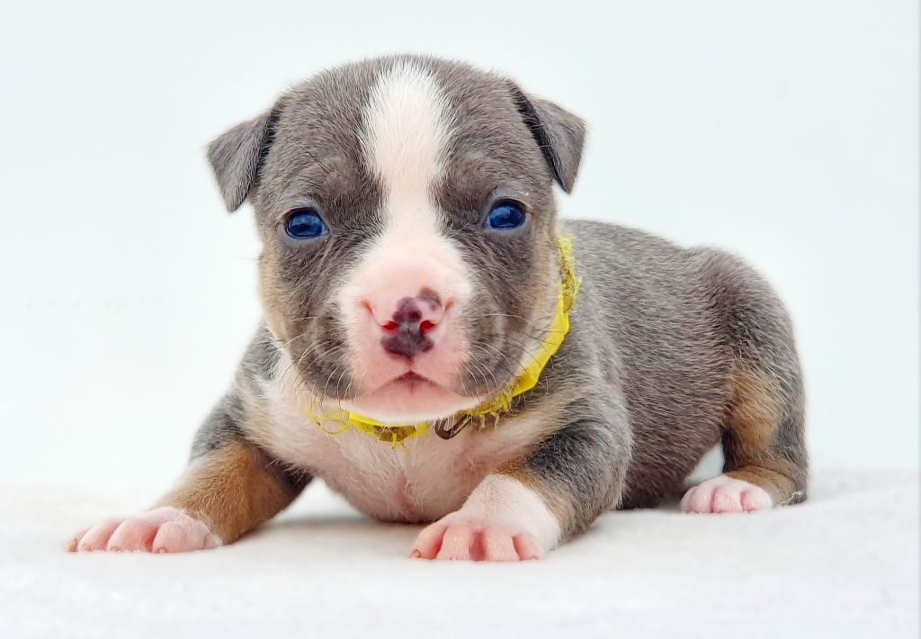 Femelle collier jaune