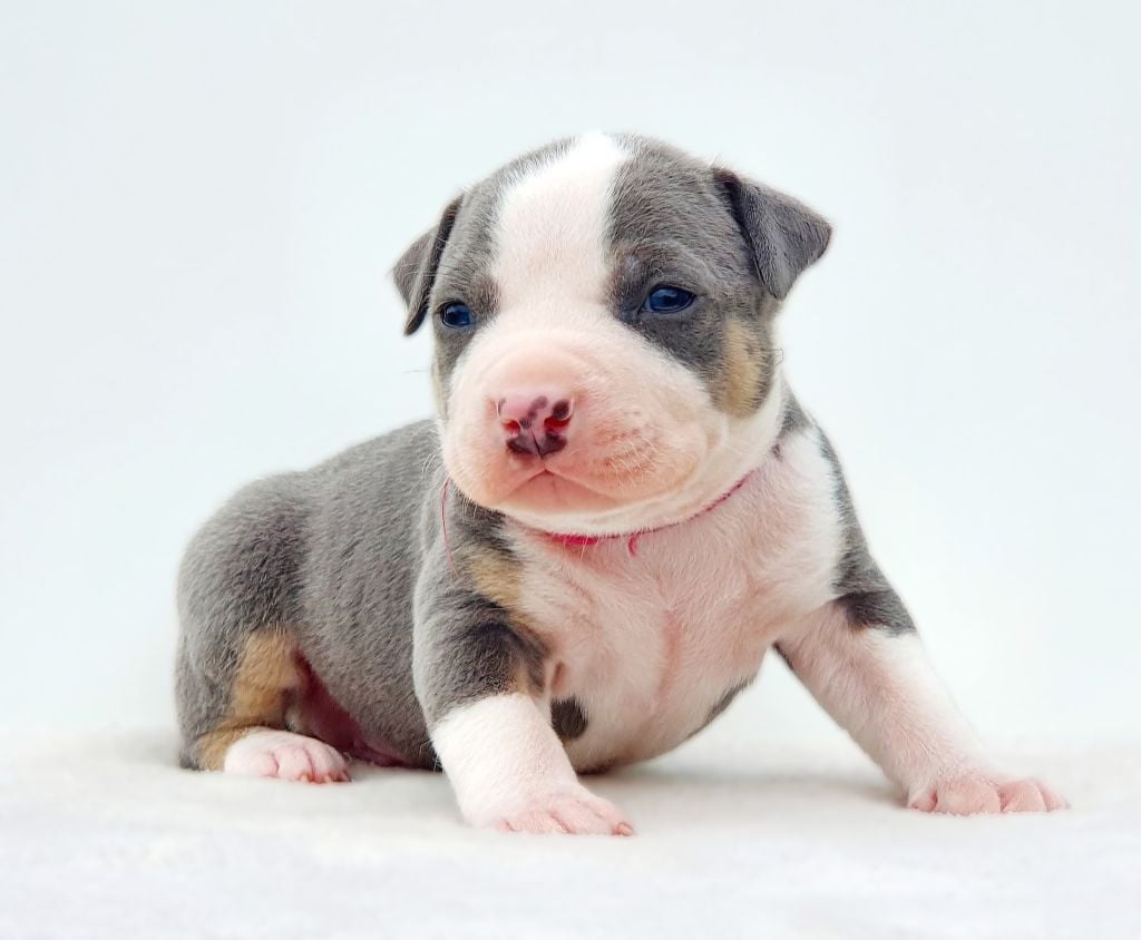 Aïko of Ghost's Empire