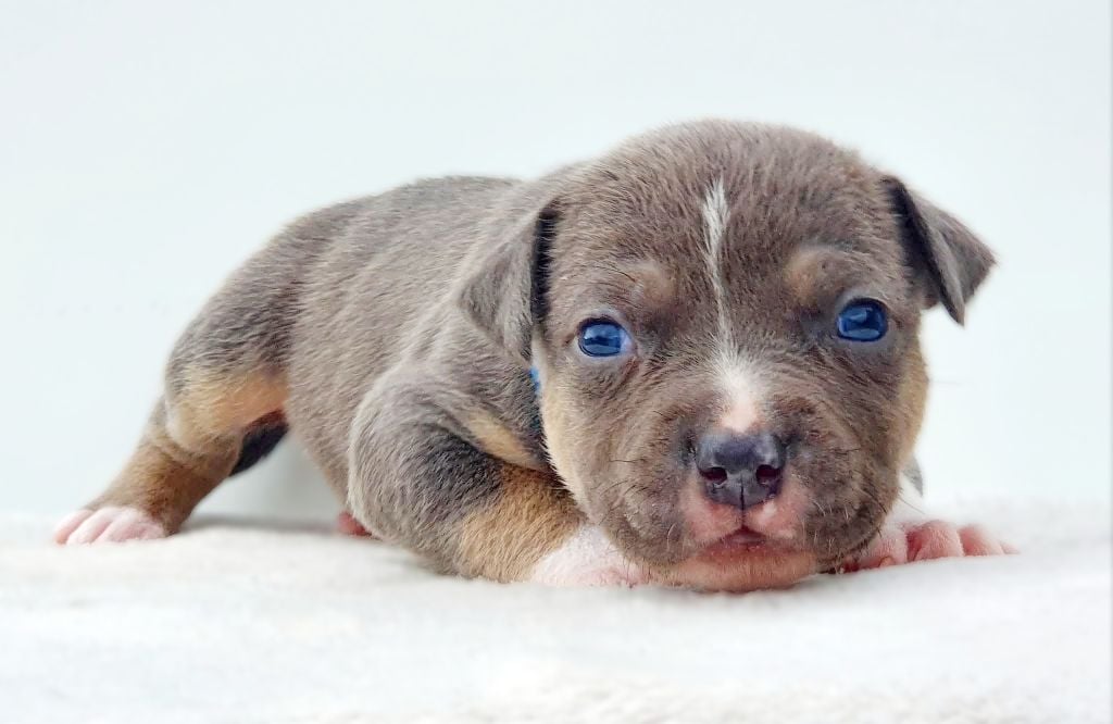 Mâle collier bleu foncé