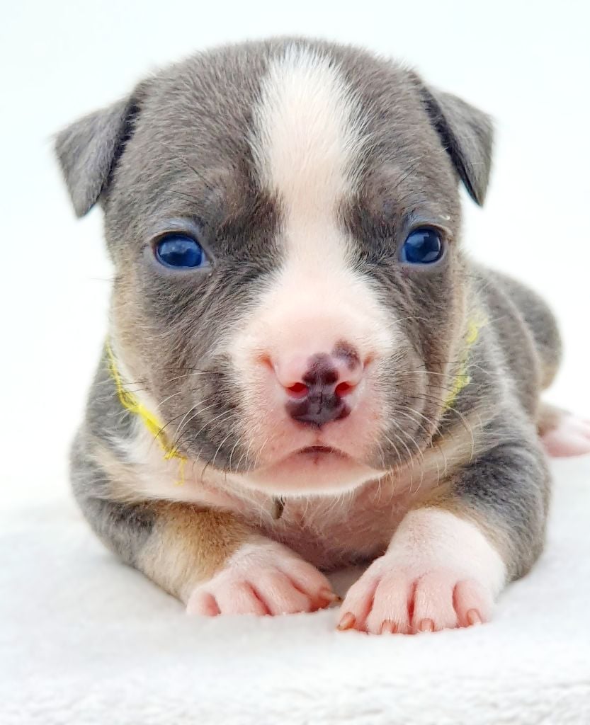 Femelle collier jaune