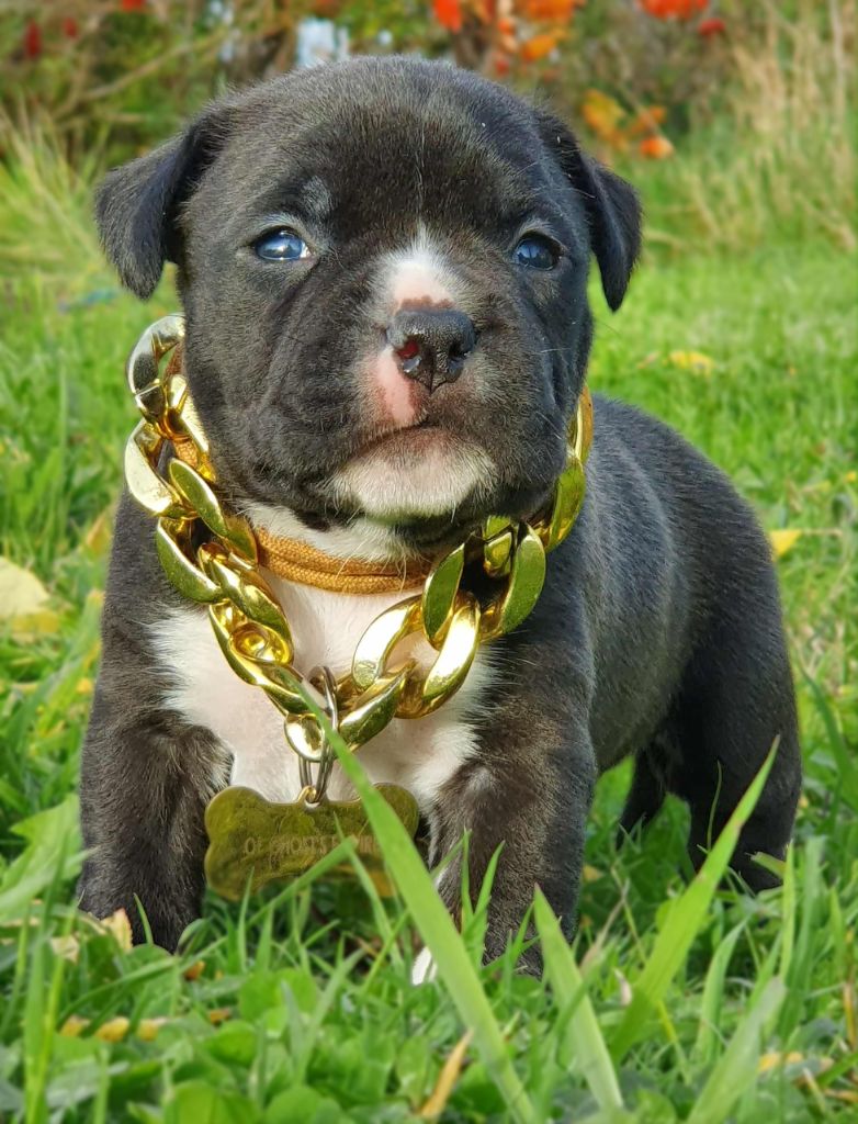 Femelle collier orange