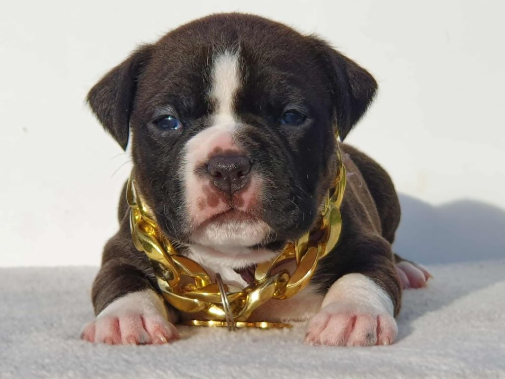 Femelle collier violet