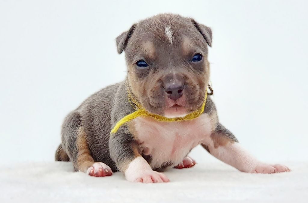 Adès of Ghost's Empire