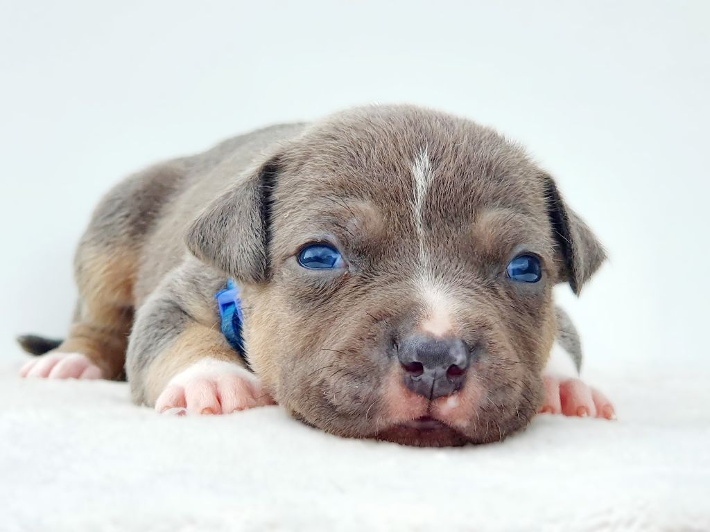 Mâle collier bleu foncé