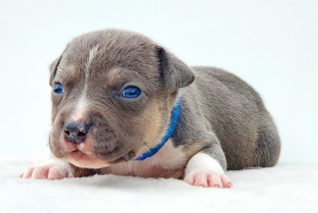 Mâle collier bleu foncé