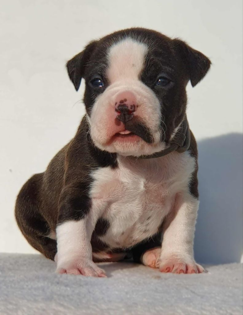 Femelle collier gris